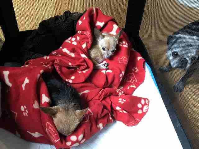 Senior Rescue Chihuahua Finds Girlfriend Just Like Him 1 tmg article tall 1