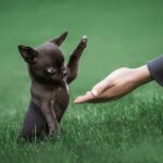 Top 3 Cues To Teach Your Chihuahua