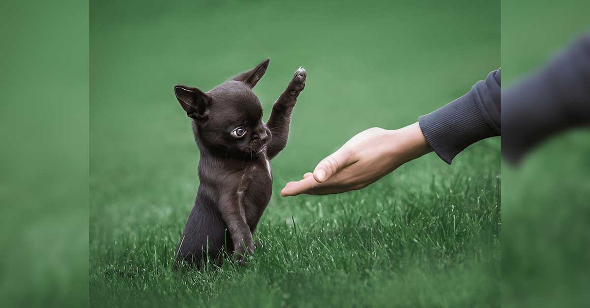 Read more about the article Top 3 Cues To Teach Your Chihuahua