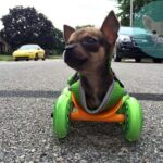 Turbo, the Disabled Chihuahua on the Move