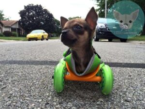 Read more about the article Turbo, the Disabled Chihuahua on the Move