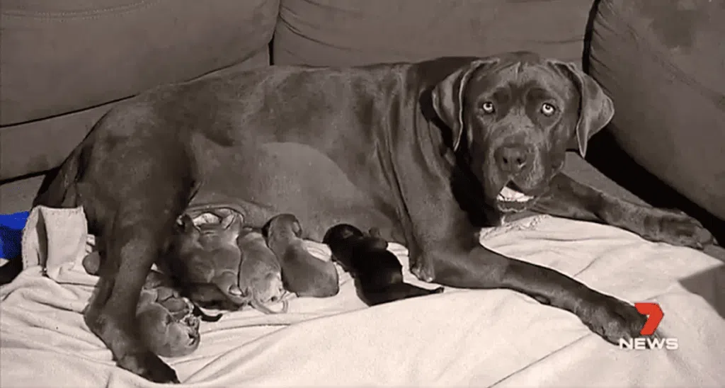 21 babies borned by mastiff