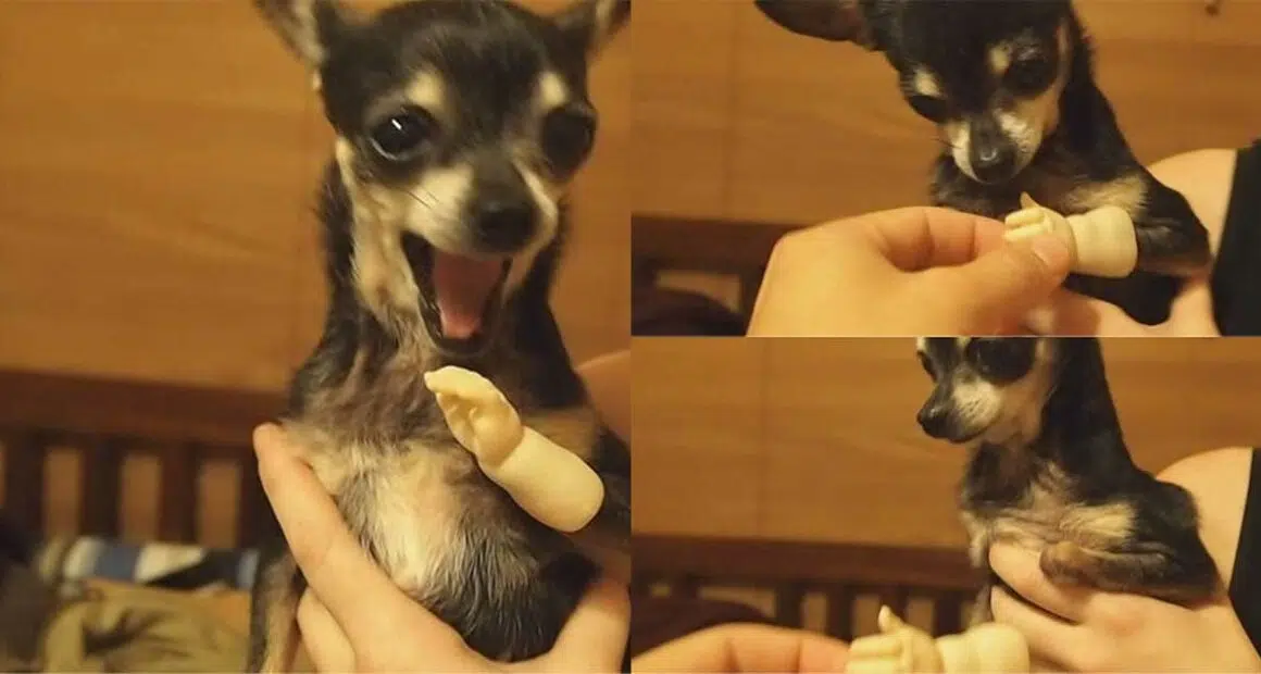 3 Legged Chihuahua Tries On Adorable Doll Hand