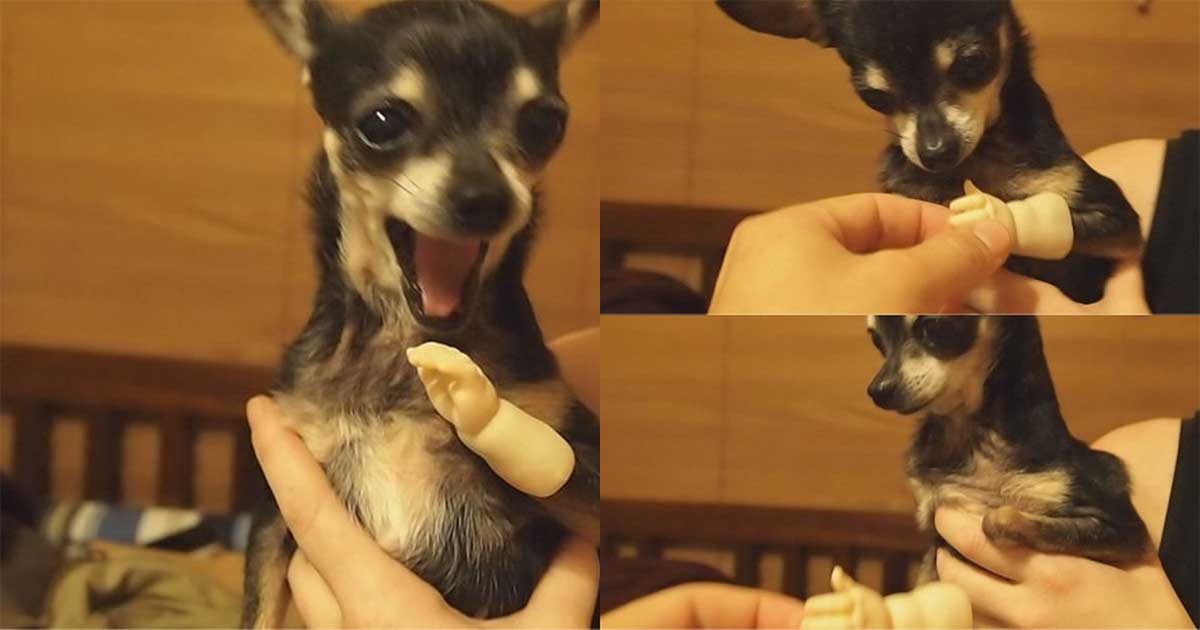 3 Legged Chihuahua Tries On Adorable Doll Hand