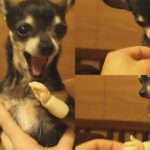 Three-legged Chihuahua tries on dog hand just for funsies