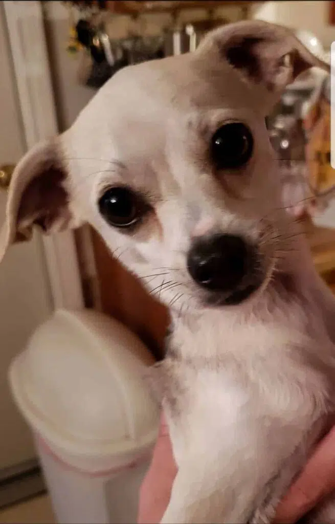 Mistreated Chihuahua dog finds a loving home-3