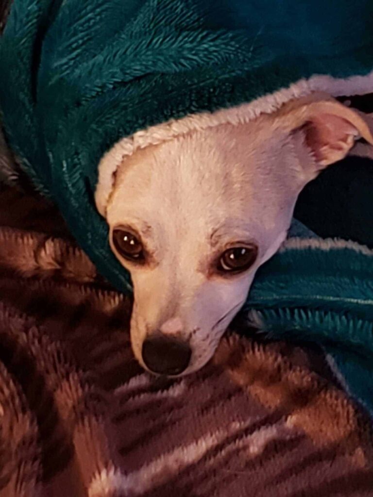 Mistreated Chihuahua dog finds a loving home-4