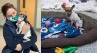 A Chihuahua finds new home after the owner passed away from COVID 19