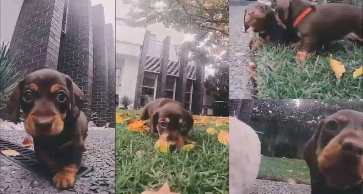 Adorable puppies chasing the camera will melt your heart