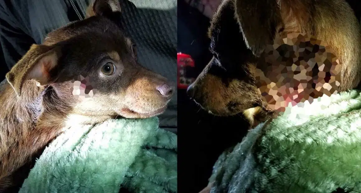 Arkansas Sheriff’s Deputy Fired After Shooting Yipping Chihuahua