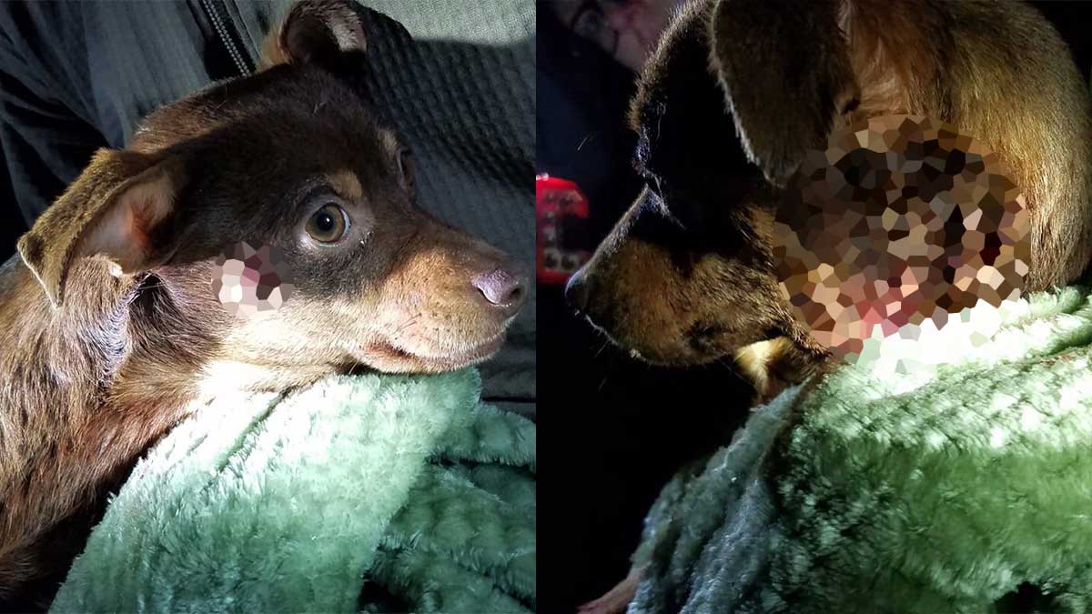 Arkansas Deputy Fired After Shooting Chihuahua 1 Arkansas Sheriff’s Deputy Fired After Shooting Yipping Chihuahua