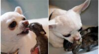 Chihuahua adopted Orphaned Rabbits