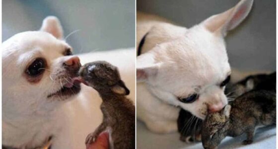 Chihuahua adopted Orphaned Rabbits
