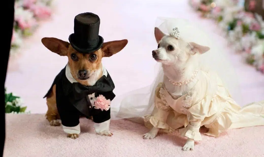 Chihuahua dogs’ wedding Viral in social networks