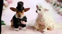 Chihuahua dogs’ wedding Viral in social networks