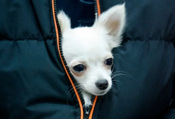 Chihuahua lost in 2018 is found by the Owner 2