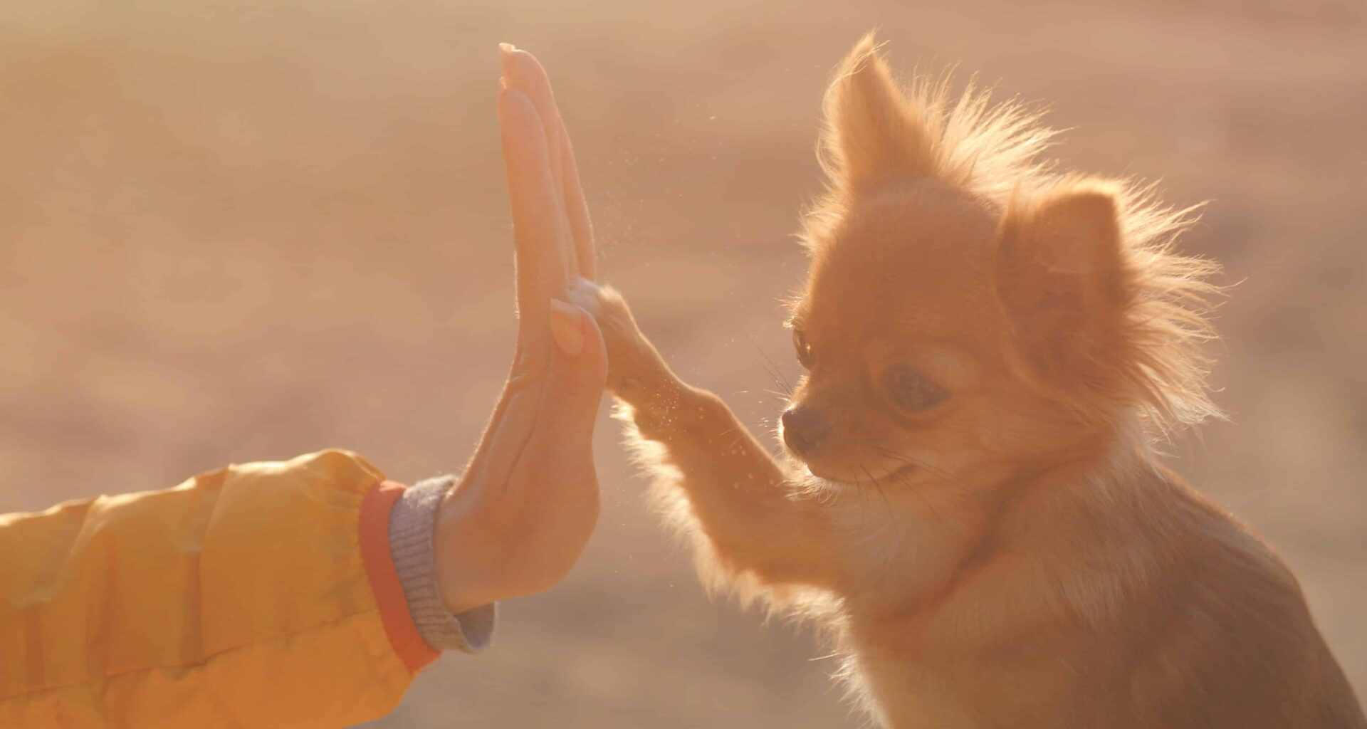 Chihuahua lost in 2018, is found by the Owner 1 Chihuahua lost in 2018 is found by the Owner 4 scaled