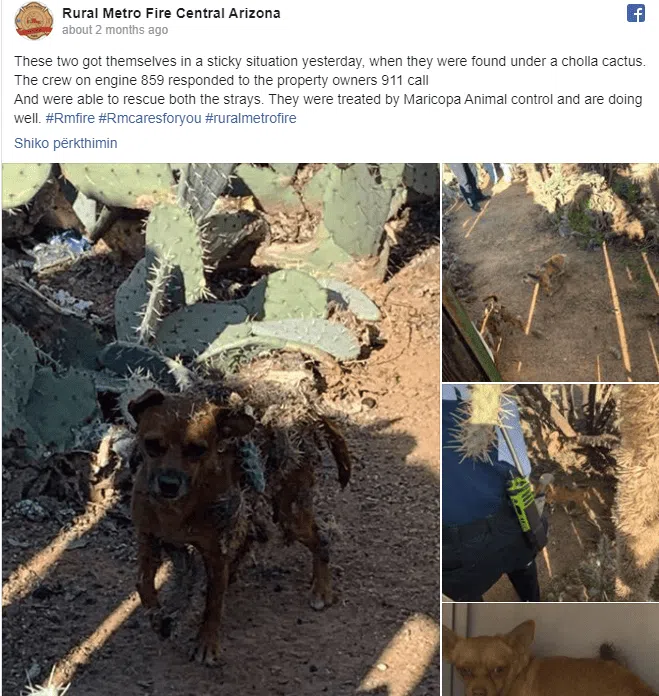 Chihuahuas rescued after being found covered in cactus 2