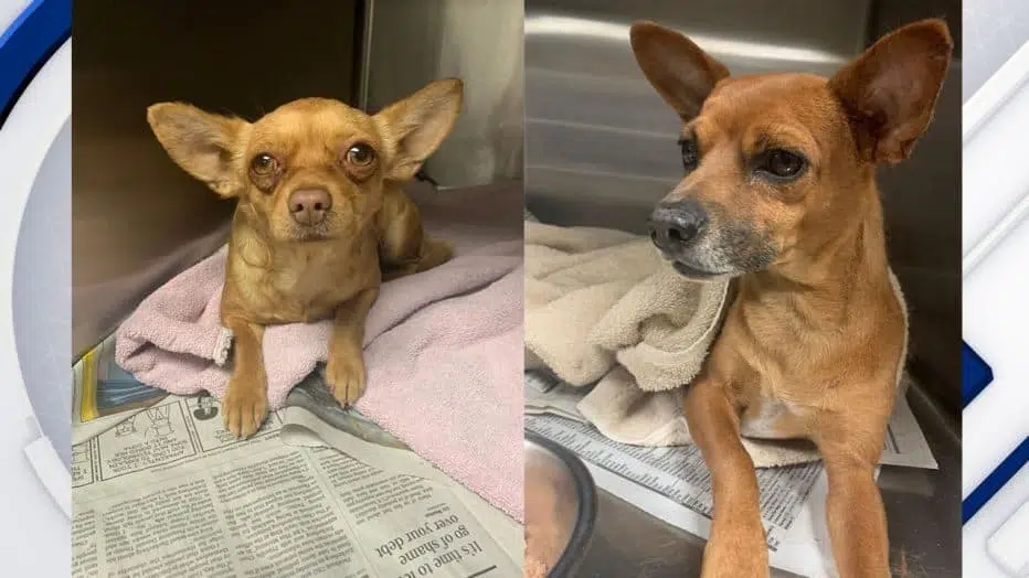 Chihuahuas rescued after being found covered in cactus 4