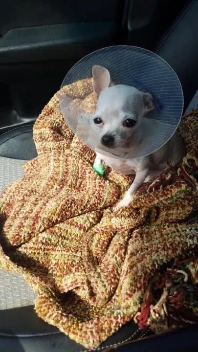 Rita the Chihuahua after her vet visit