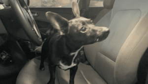 Read more about the article Video Shows Chihuahua Drive Across 4 Lane Road