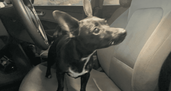 Dog puts vehicle in reverse drives across four lanes of traffic