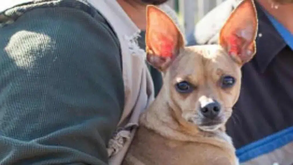 Florida dog owner reunites with Chihuahua missing for days after New Years Eve car crash
