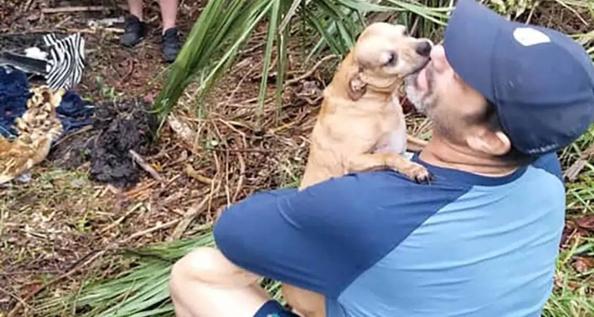 Florida dog owner reunites with Chihuahua missing for days after New Years Eve car crash 2