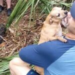 Florida dog owner reunites with Chihuahua missing for days after New Year’s Eve car crash