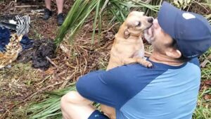 Read more about the article Florida dog owner reunites with Chihuahua missing for days after New Year’s Eve car crash