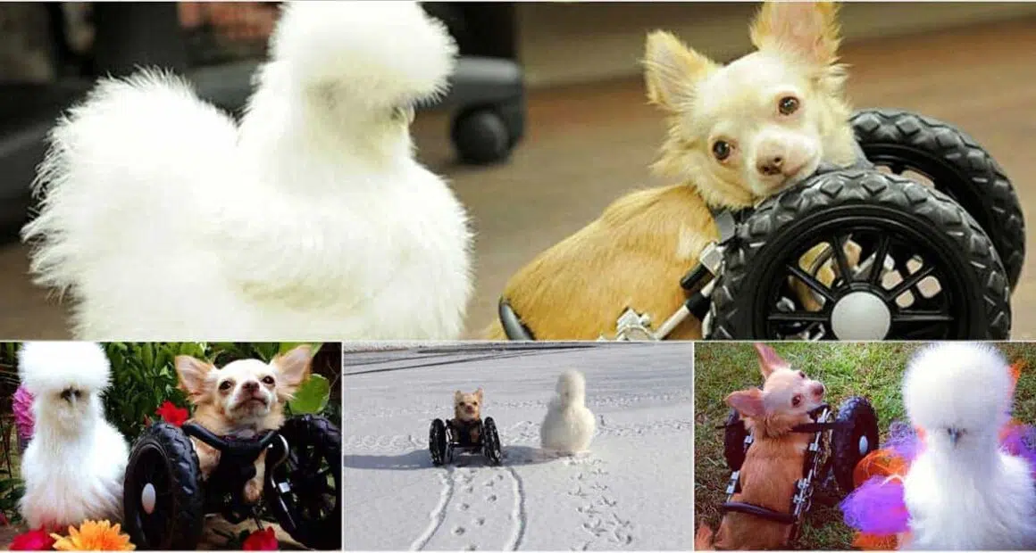 Fluffy Chicken Saved From Laboratory Becomes Best Friends With Abandoned Two legged Chihuahua