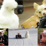 Abandoned Two-legged Chihuahua and Fluffy Chicken become Best Friends