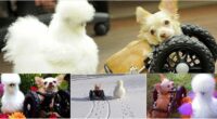Fluffy Chicken Saved From Laboratory Becomes Best Friends With Abandoned Two legged Chihuahua