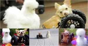 Read more about the article Abandoned Two-legged Chihuahua and Fluffy Chicken become Best Friends