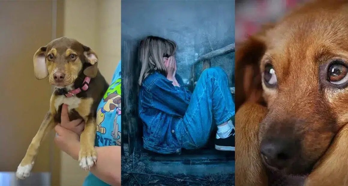 Heroic rescue dog saves the life of 3 year old poor toddler found shivering in a ditch