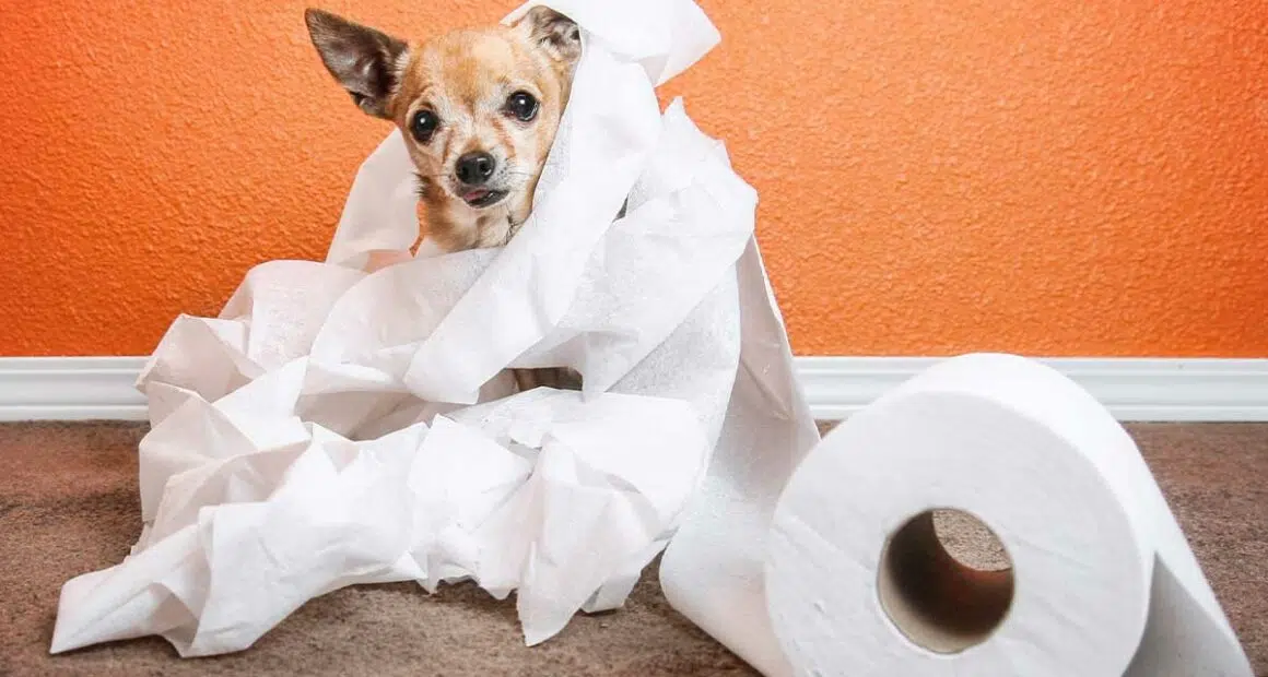 How to Train Your Chihuahua to Poop Outside