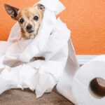 How to Train Your Chihuahua to Poop Outside