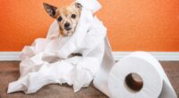 How to Train Your Chihuahua to Poop Outside 2 How to Train Your Chihuahua to Poop Outside