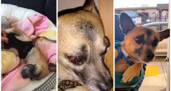 Innocent Chihuahua is forced to spend weeks in solitary confinement 1