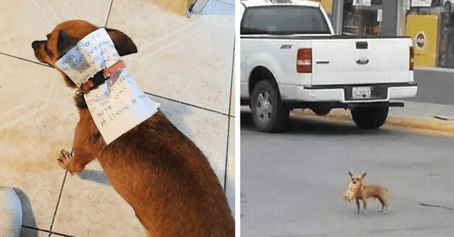 Man In Coronavirus Lockdown Sends Dog To Store To Get Bag Of Cheetos 1 Man In Coronavirus Lockdown Sends Dog To Store To Get Bag Of Cheetos featured