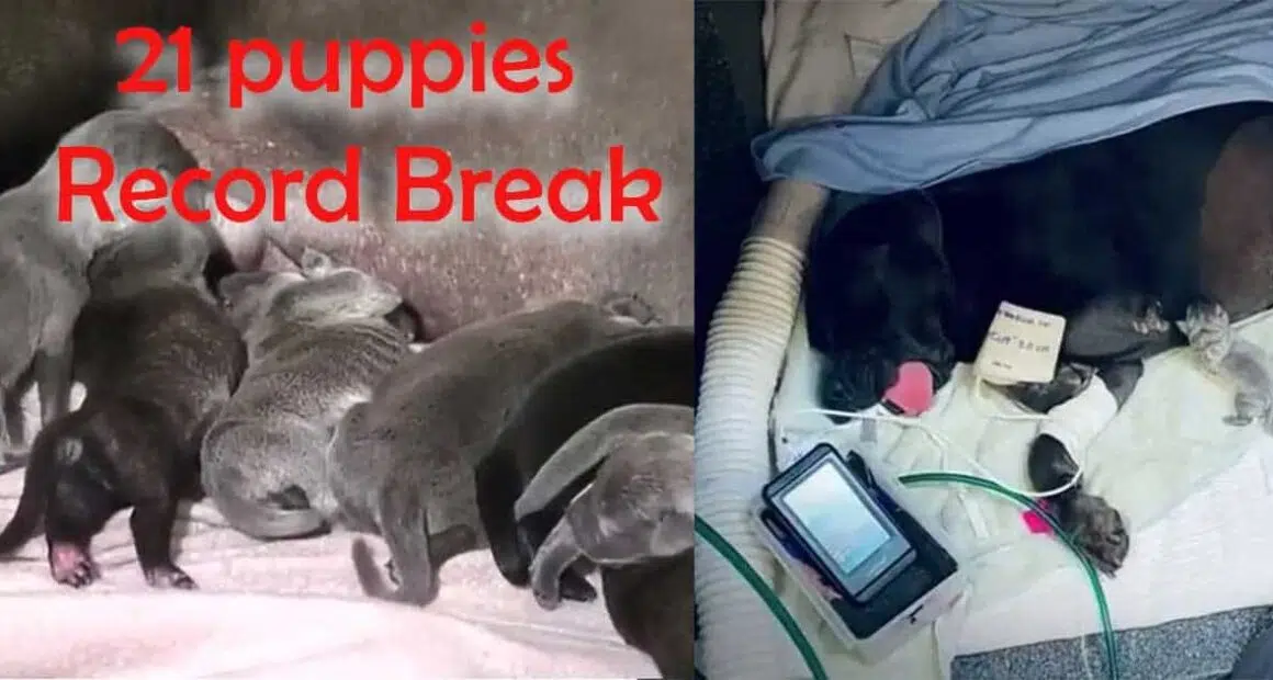 Mastiff Gives Birth To A Whopping 21 Puppies Breaks A National Record