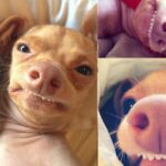 Meet Tuna, the Chihuahua-Dachshund mix who will melt your heart now