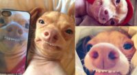Meet Tuna the Chihuahua Dachshund mix who will melt you hearts now