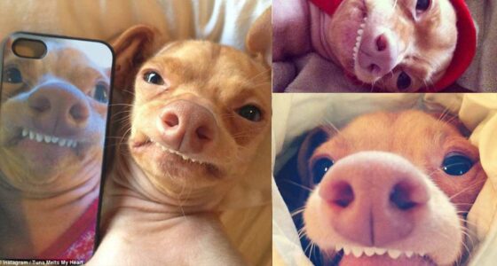 Meet Tuna the Chihuahua Dachshund mix who will melt you hearts now