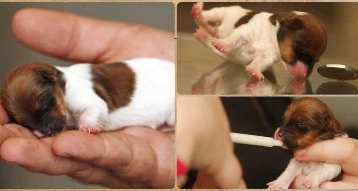 Meet the tiny Jack Russell Chihuahua cross puppy whose face is the size of a 50p piece