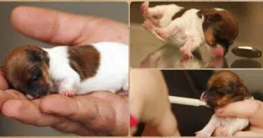 Meet the tiny Jack Russell Chihuahua cross puppy whose face is the size of a 50p piece