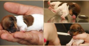 Read more about the article Meet the tiny Jack Russell Chihuahua-cross puppy whose face is the size of a 50p piece