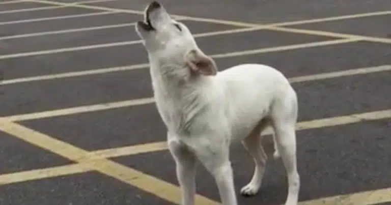 Owner abandons puppy in a parking lot