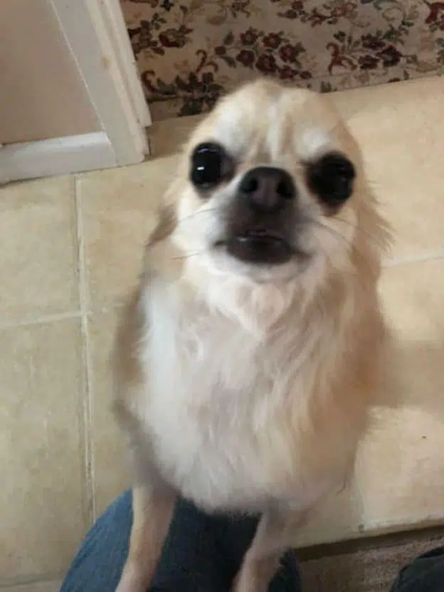 Owners hope after dog ran off with pet Chihuahua in mouth 2