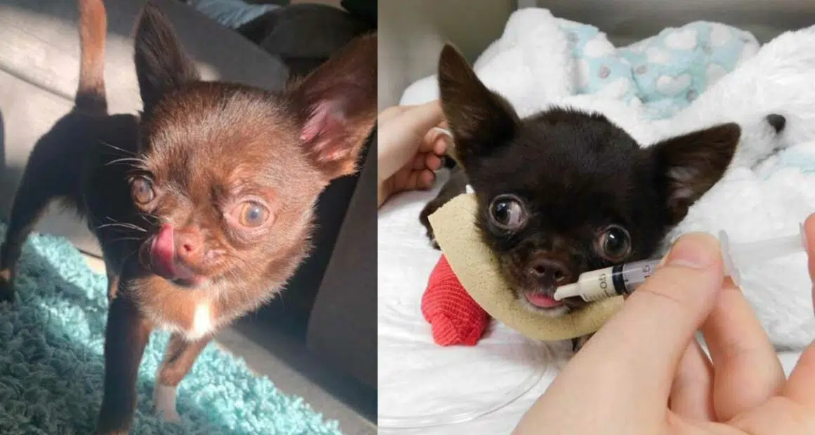 Paralyzed chihuahua able to walk thanks to 3 D printed implant 5